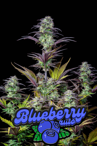 Blueberry Auto