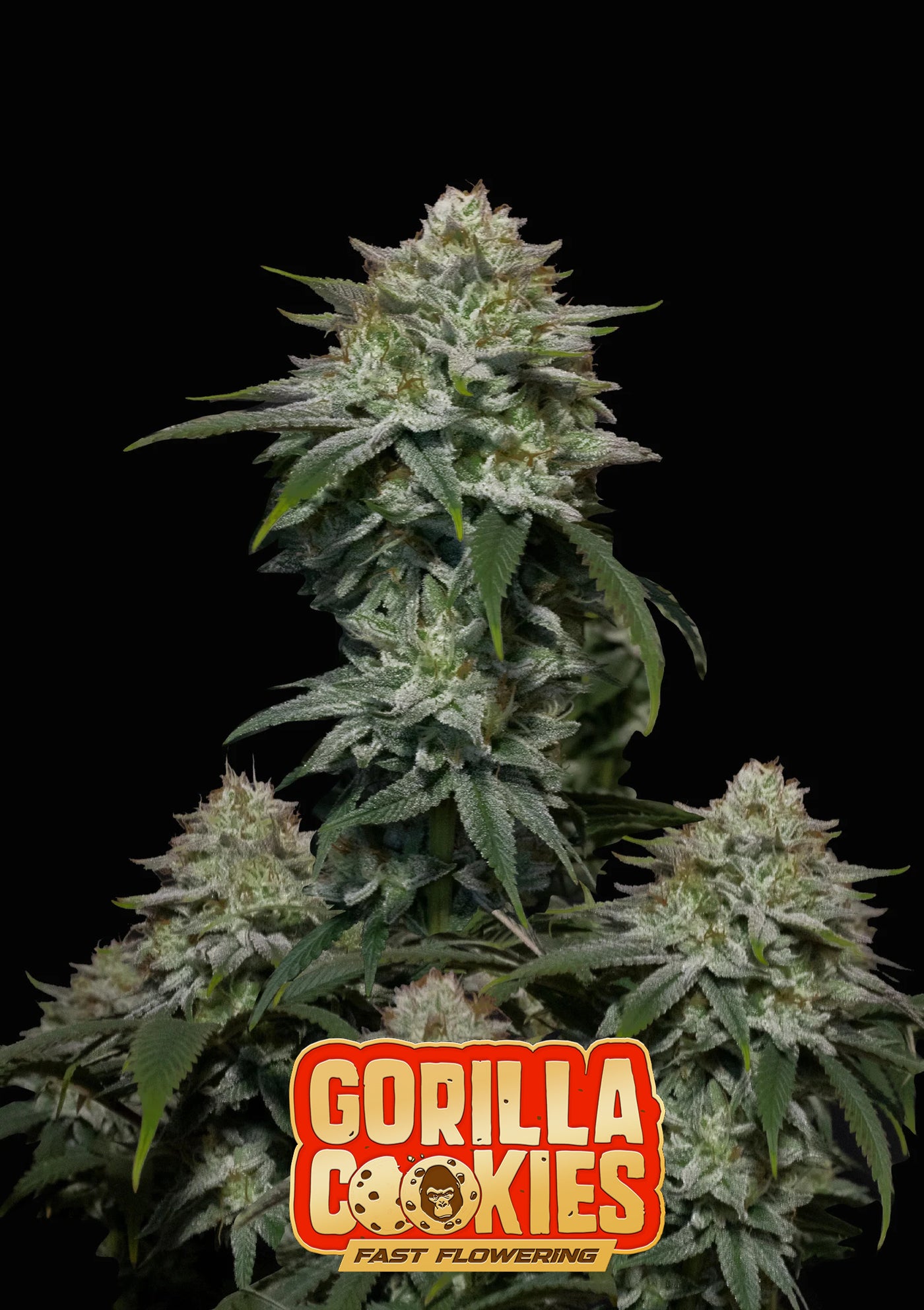 Gorilla Cookies FF