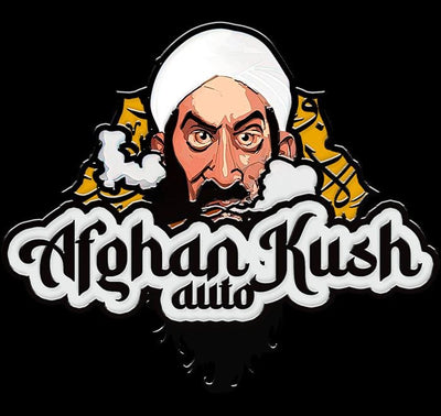 Afghan Kush Auto
